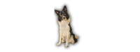 Harnais anti traction pour chien, la livraison est gratuite sur l'ensemble de la boutique de vente en ligne wanimalz