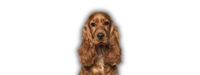 Harnais anti traction pour chien, paiement sécurisé sur l'ensemble de la boutique wanimalz