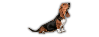 Harnais chien en Y, le meilleur rapport qualité prix pour vos achats d'accessoires et harnais anti traction pour vos chiens