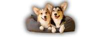 Service client de votre équipementier pour chien