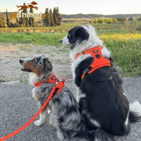 Harnais anti traction pour des chiens en balade.