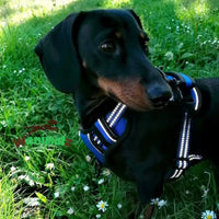 Harnais anti traction pour chien de forme Y qui libère totalement les épaules de votre chien