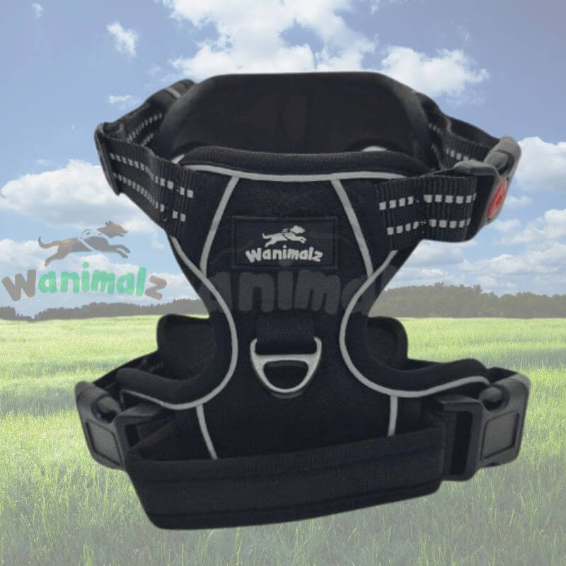 Harnais Anti-Traction Éducatif Gros Chien