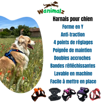 Les harnais des chiens avec le dispositif anti-traction sont beaucoup plus en confort et à l'aise et leurs propriétaires sont plus en sécurité