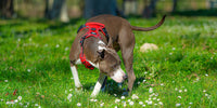 harnais pour chien anti-traction de couleur rouge avec une poignée sécurité