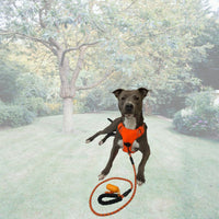 Harnais de promenade et de balade de couleur orange pour vos chiens petits et grands