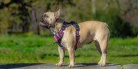 Harnais rose anti-traction pour vos chiens de petites races