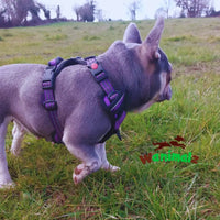 Harnais en Y pour chiens avec la boucle d'ouverture sur l'avant pour faciliter le passage de la tête