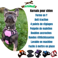 Le meilleur des harnais pour chien avec la fonction anti traction est disponible pour les chiens de toutes tailles dans des couleurs différentes.