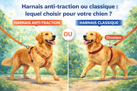 Harnais anti-traction ou classique : lequel choisir ?