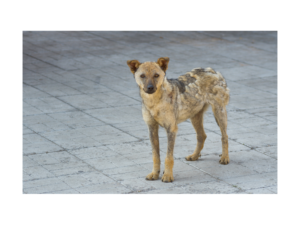 La teigne chez le chien