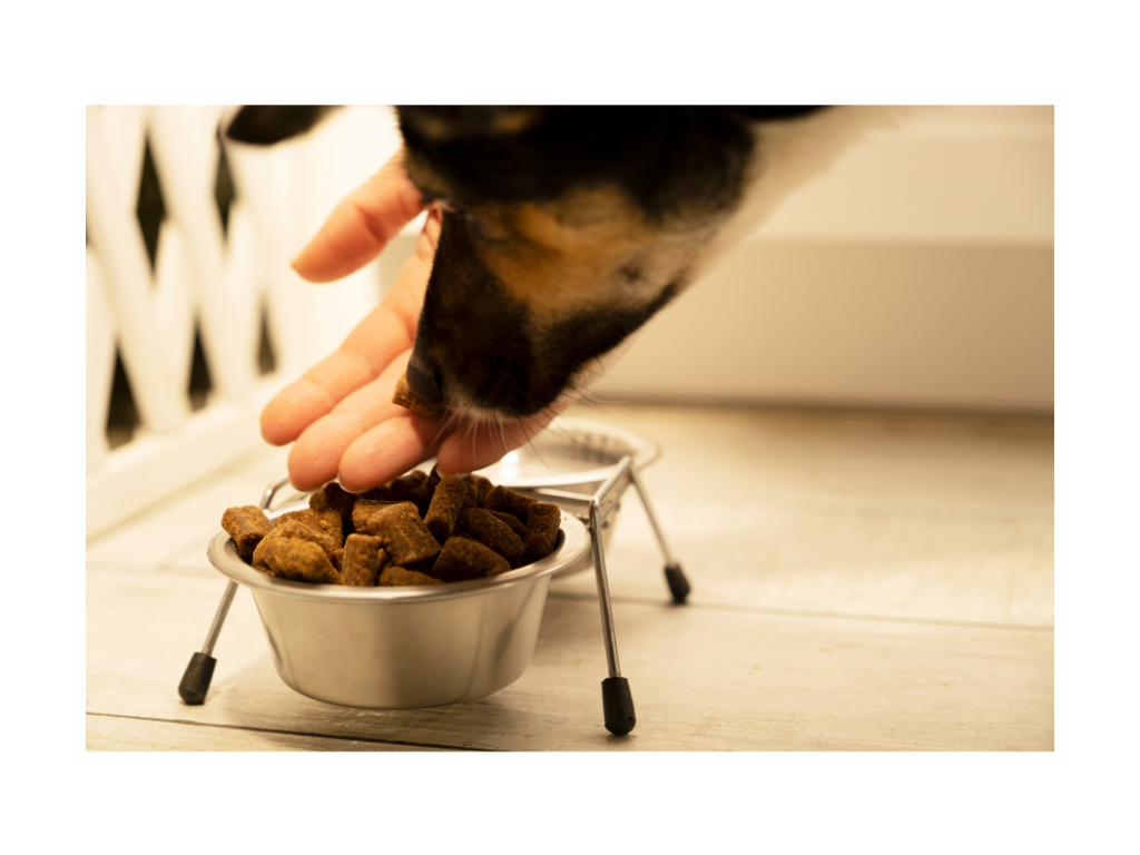Le processus de test des aliments pour chiens
