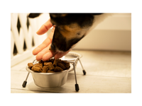 Le processus de test des aliments pour chiens