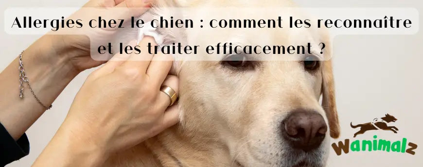 Allergies chez le chien : comment les reconnaître et les traiter efficacement ?