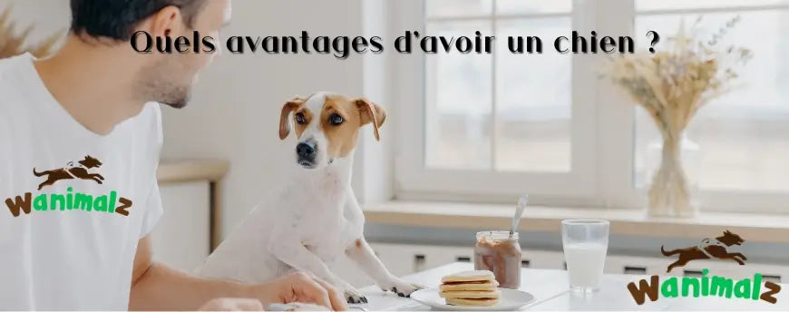Quels sont les avantages d’avoir un chien au quotidien ?