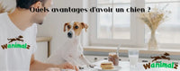 Les avantages d'avoir un chien dans votre vie