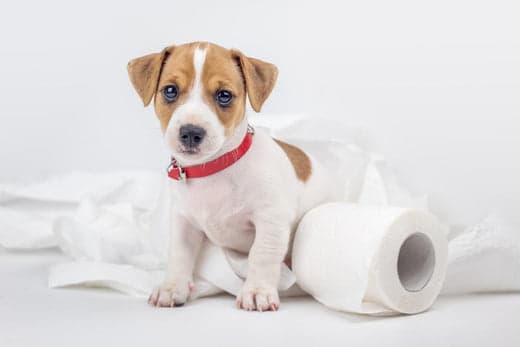 Comment obtenir un chien propre :  7 étapes faciles pour un animal propre
