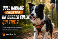 Quel harnais choisir pour un Border Collie qui tire ?