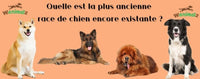 Ancienne race de chien encore existante