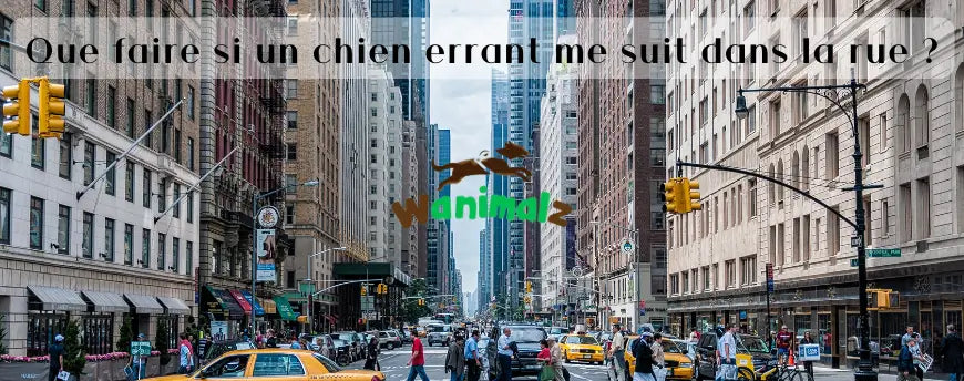 Que faire si un chien errant me suit dans la rue ?