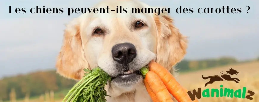 Les carottes et les chiens sont-ils compatibles ?