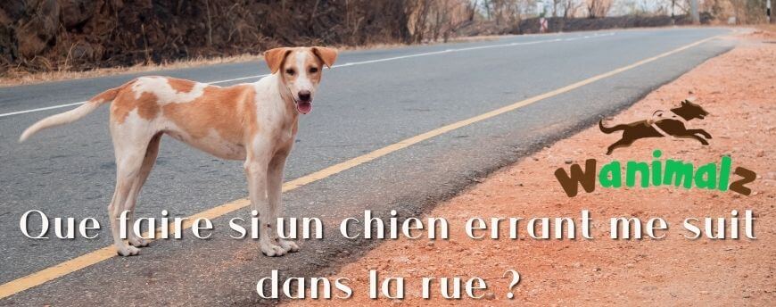 Que faire si un chien errant me suit dans la rue ?