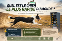 Quel est le chien le plus rapide du monde ? Vitesse, races et comment le contrôler
