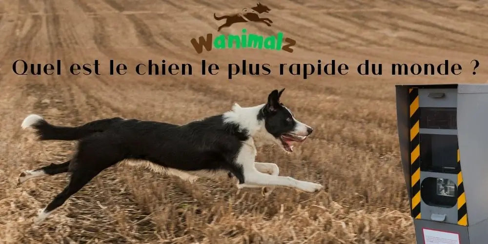 Quel est le chien le plus rapide du monde ?