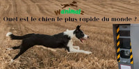 Quel est le chien le plus rapide du monde ?