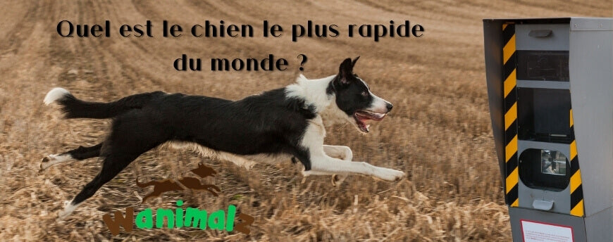 Quel est le chien le plus rapide du monde ? | Wanimalz info