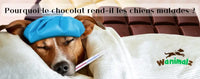 Le danger du chocolat pour votre chien
