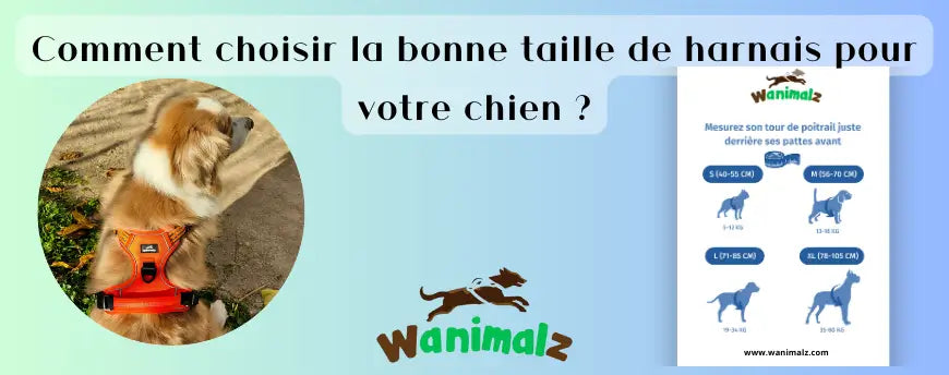 Comment choisir la bonne taille de harnais pour son chien ?