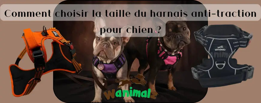 Comment choisir la taille du harnais anti-traction pour chien ?