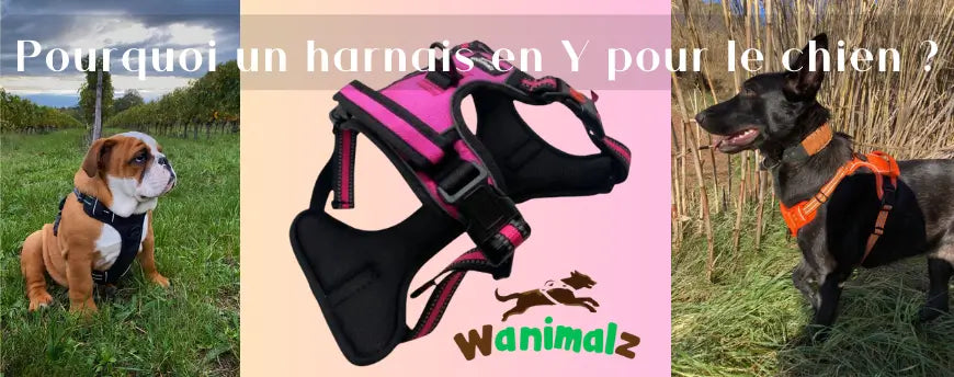 Pourquoi choisir un harnais en Y pour votre chien ?