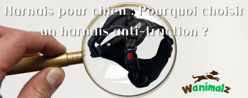 Harnais pour chien : Pourquoi choisir un harnais anti-traction ?