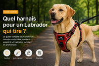 Quel harnais choisir pour un Labrador qui tire ?