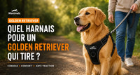 Quel harnais pour un Golden Retriever qui tire ?