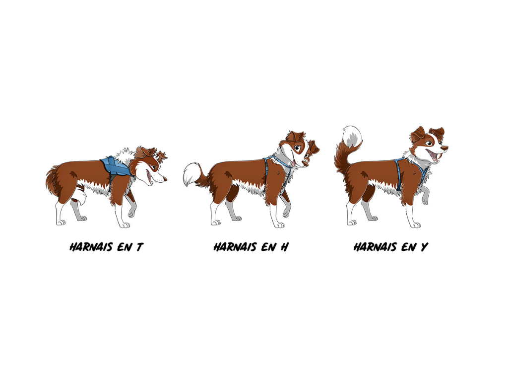 Harnais pour chiens : comparaison des modèles