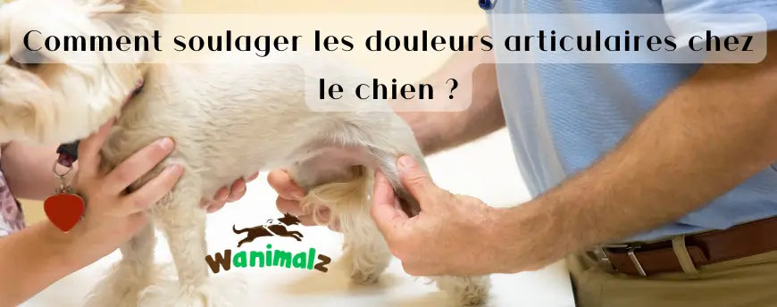 Comment soulager les douleurs articulaires chez le chien ?