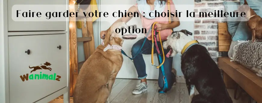 Faire garder votre chien : choisir la meilleure option