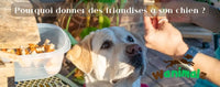 Donner des friandises à son chien