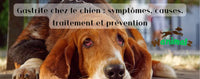 Gastrite chez le chien une maladie à surveiller