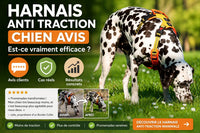 Harnais anti-traction pour chien : avis et efficacité