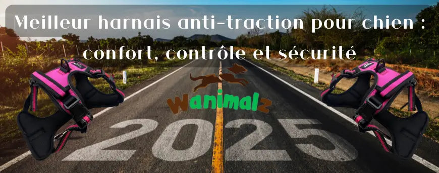 Meilleur harnais anti-traction pour chien : quels critères vérifier ?