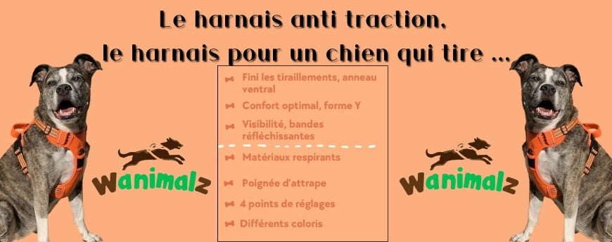 Les harnais anti traction, le harnais pour un chien qui tire ...