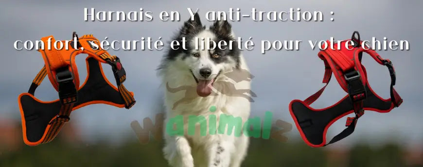 Harnais en Y anti-traction Wanimalz : confort, sécurité et liberté pour votre chien