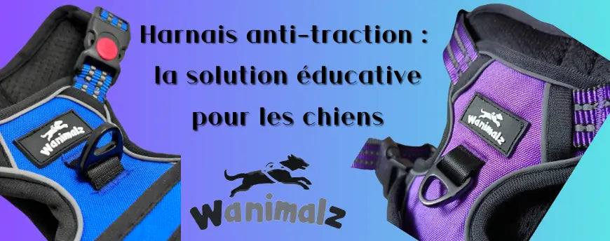 Harnais anti-traction : la solution éducative pour les chiens