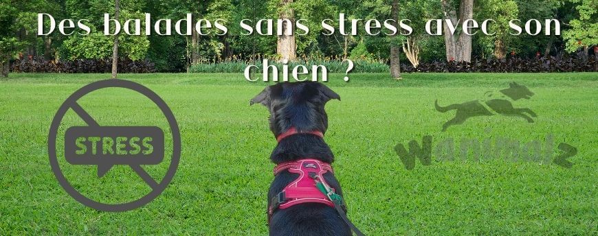 Des balades sans stress avec son chien ?