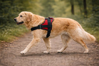 Pourquoi le harnais en T est souvent une erreur pour un chien