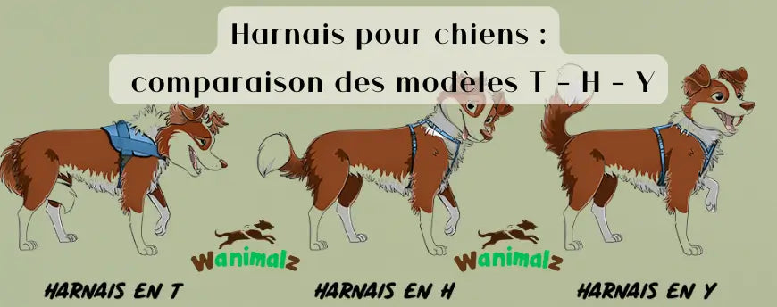 Harnais pour chiens : comparaison des modèles H et Y